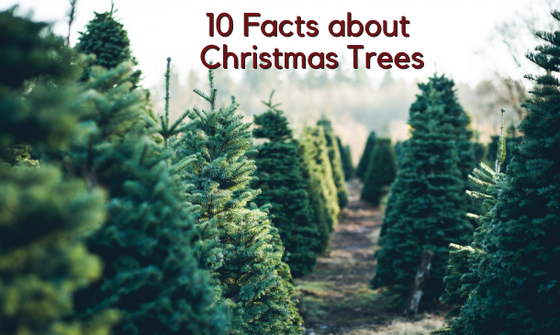 10 Facts about Christmas Trees