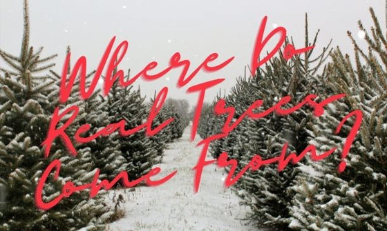 Real Christmas Trees & Where They Come From