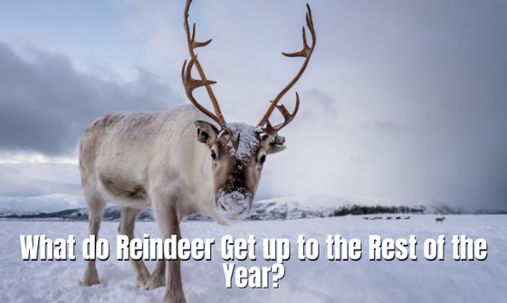 What do Reindeer Get up to the Rest of the Year?