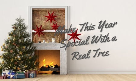 Make this Christmas special with a real Christmas Tree