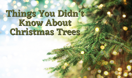 Things you Didn’t Know About Christmas Trees