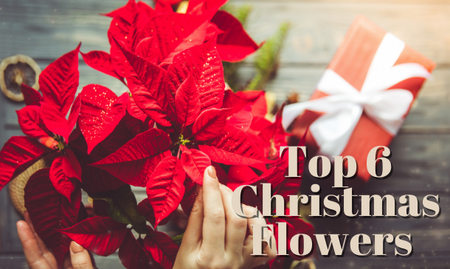 Top 6 Christmas Flowers Used Around The Home At Christmas