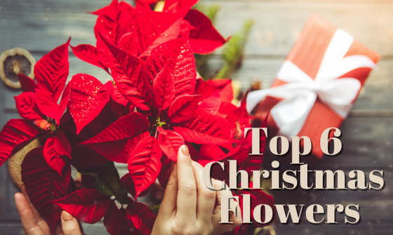Top 6 Christmas Flowers Used Around The Home At Christmas