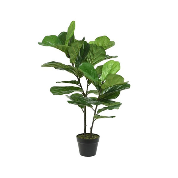 1 Metre Potted Fig Tree