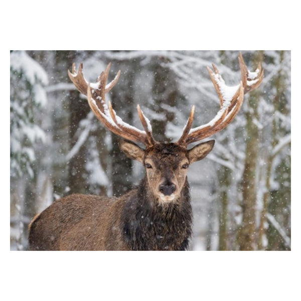 70cm Stag in Snow Christmas Fibre Optic Lit Wall Canvas