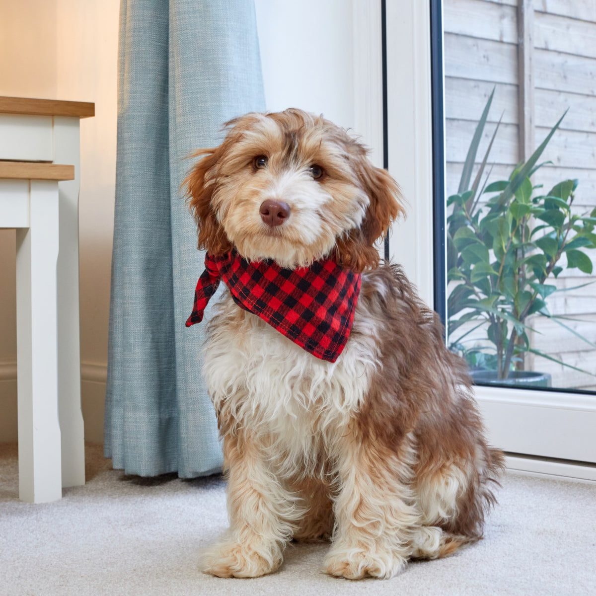 Dog Beau Bandana Small/Medium