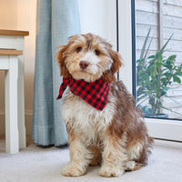 Dog Beau Bandana Small/Medium