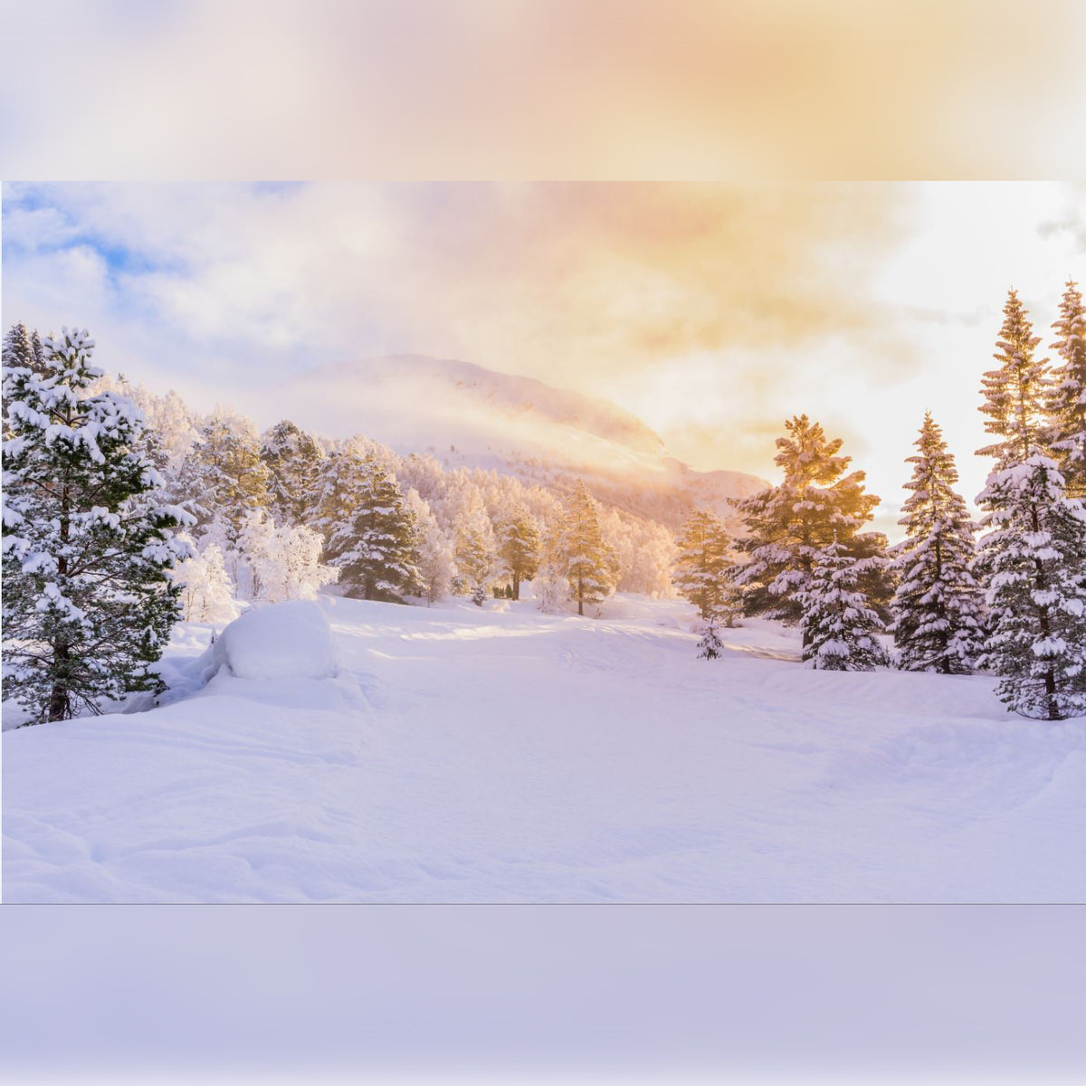 Wintry Forrest Valley with Golden Sun Background Printed Outdoor PVC Banner 2.4m x 4m
