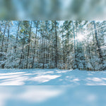 Tall Snowy Trees with Sunbeam Photograph Printed Outdoor PVC Banner 2.4m x 4m