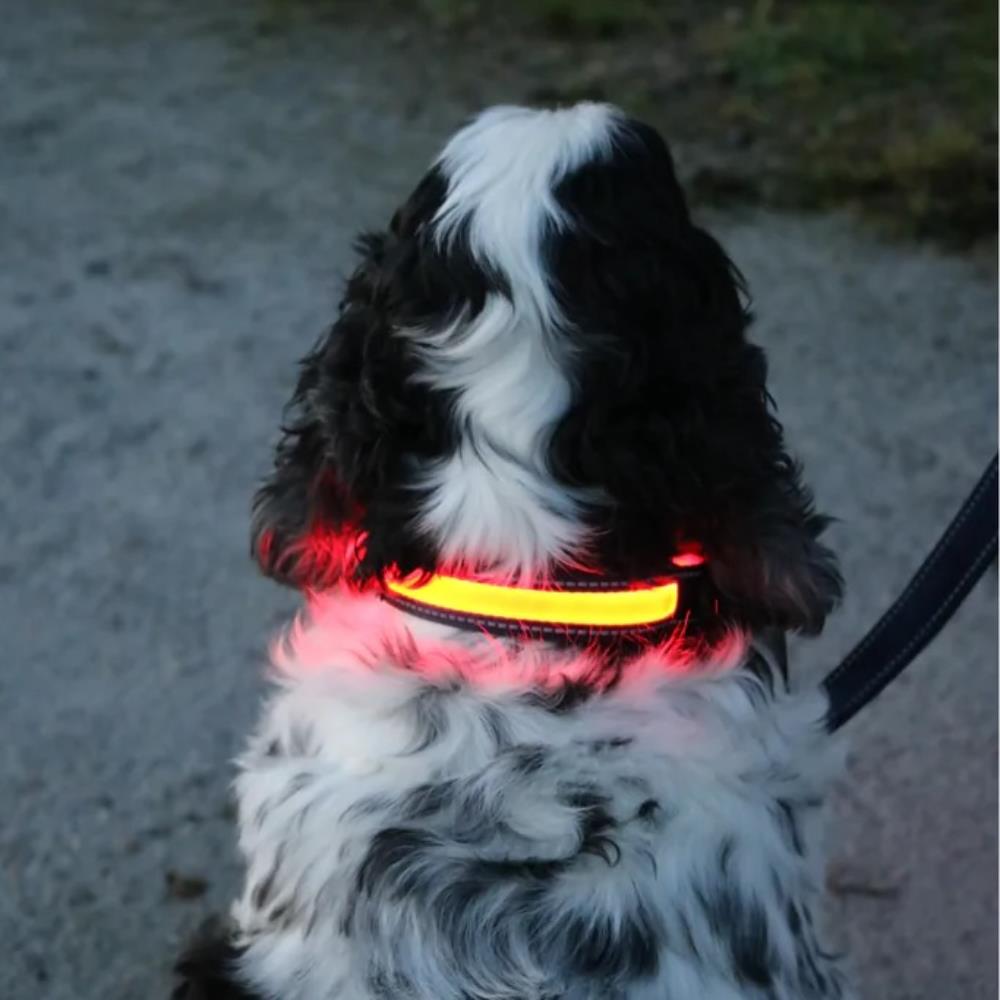 USB Rechargeable Dog Collar Large